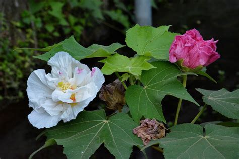 芙蓉 植物|木芙蓉